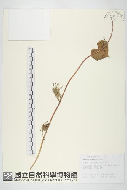 圓葉牽牛藏品圖，第1張