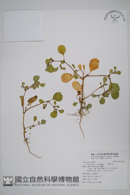 假海馬齒藏品圖，第1張