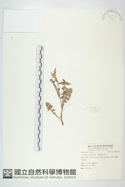 苦滇菜、苦菜藏品圖，第1張