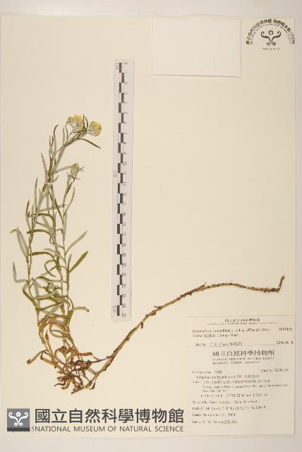 鼠麴草藏品圖，第1張