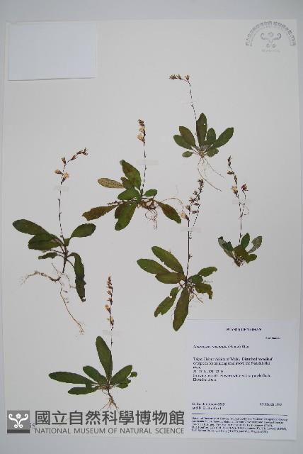 哈哼花藏品圖，第1張