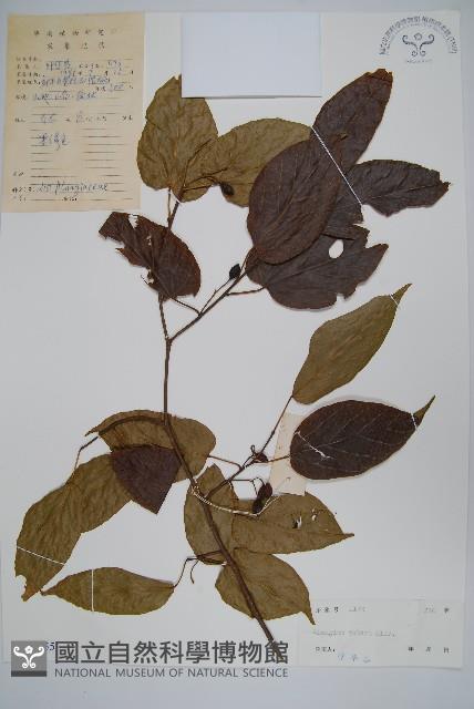 小花八角楓藏品圖，第1張