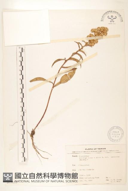 一枝黃花藏品圖，第1張