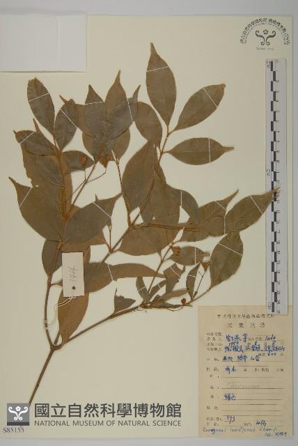 大丁黃藏品圖，第1張
