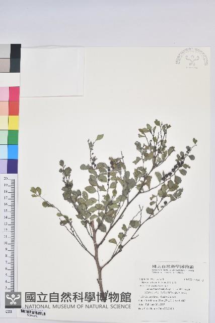 紅仔珠藏品圖，第1張