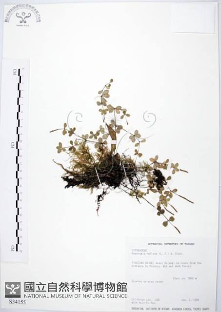 小椒草藏品圖，第1張