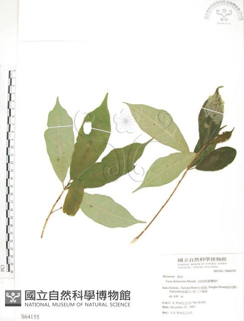 天仙果、臺灣榕藏品圖，第1張