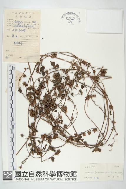 卵葉菜欒藤藏品圖，第1張