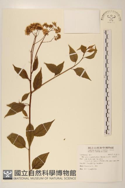 小舌菊、蔓綿菜藏品圖，第1張