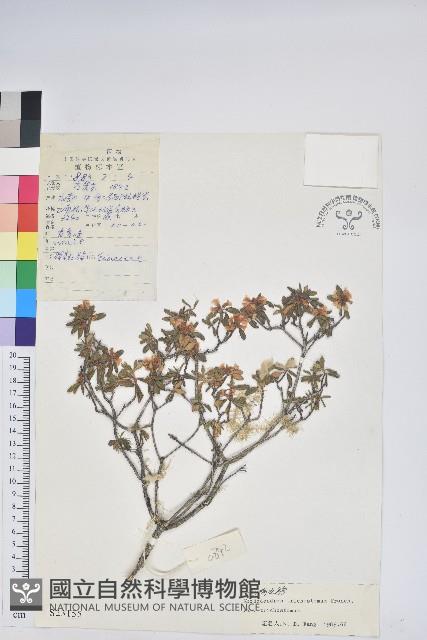 毛嘴杜鵑藏品圖，第1張