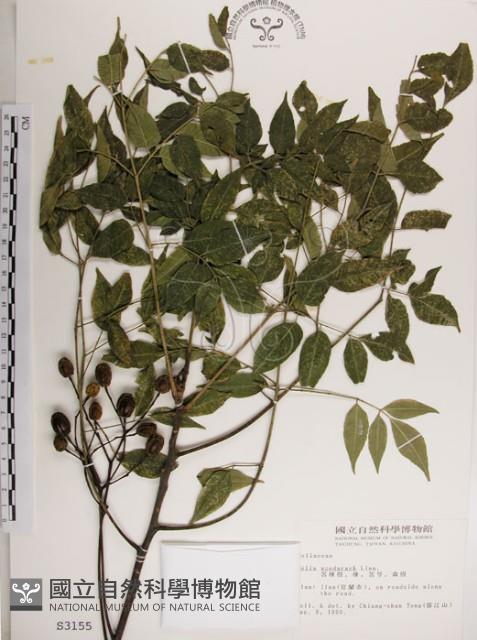 楝、苦楝藏品圖，第1張