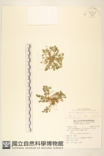 翅果假吐金菊藏品圖，第1張