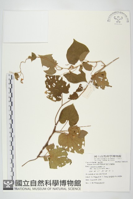 蒙自飛蛾藤藏品圖，第1張