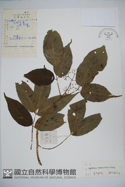 東北接骨木藏品圖，第1張