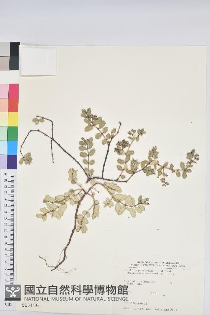 濱大戟藏品圖，第1張