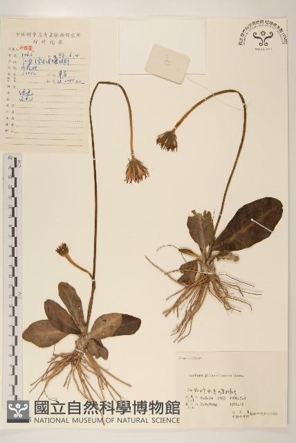 毛大丁草藏品圖，第1張