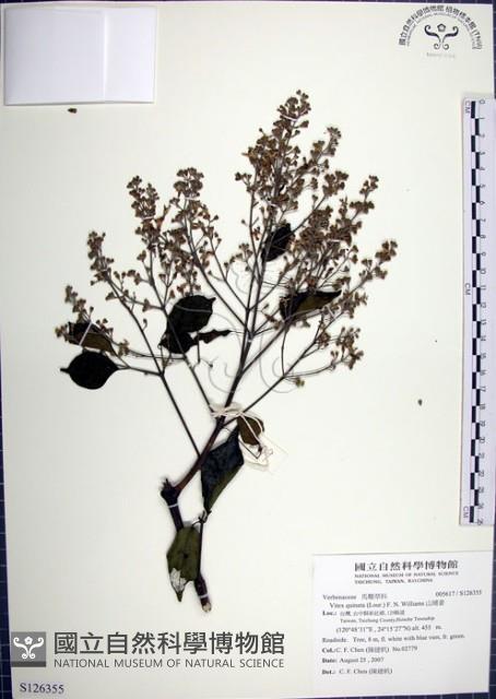 山埔姜藏品圖，第1張