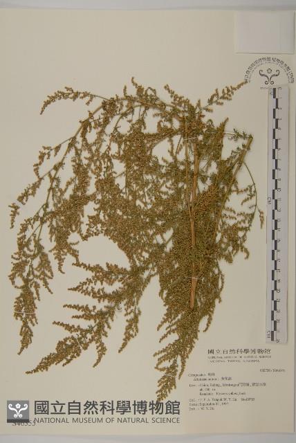 黃花蒿藏品圖，第1張