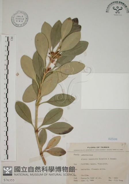 蘭嶼念珠藤藏品圖，第1張