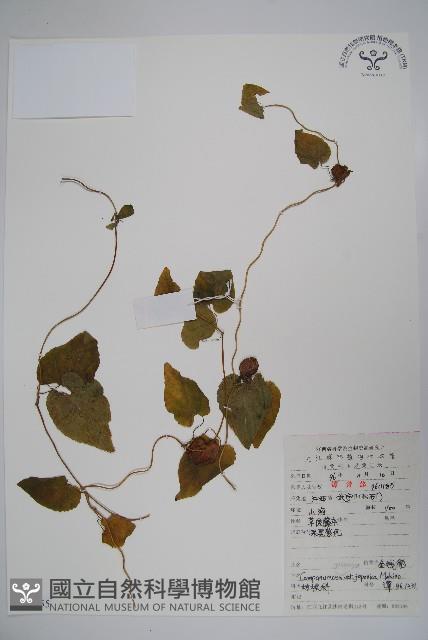 金錢豹藏品圖，第1張