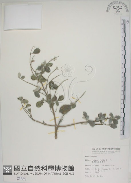 海埔姜藏品圖，第1張