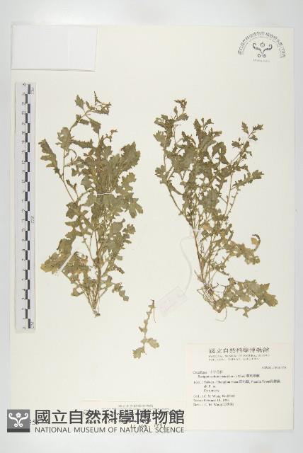 廣東葶藶藏品圖，第1張