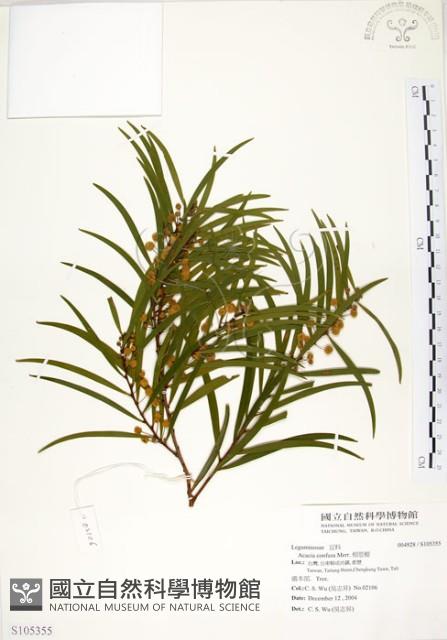 相思樹藏品圖，第1張