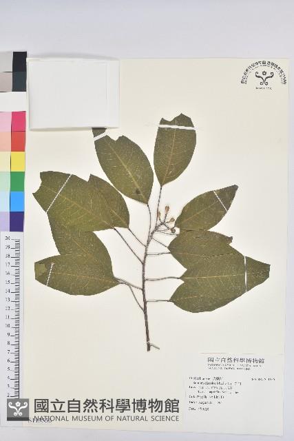 白臼藏品圖，第1張