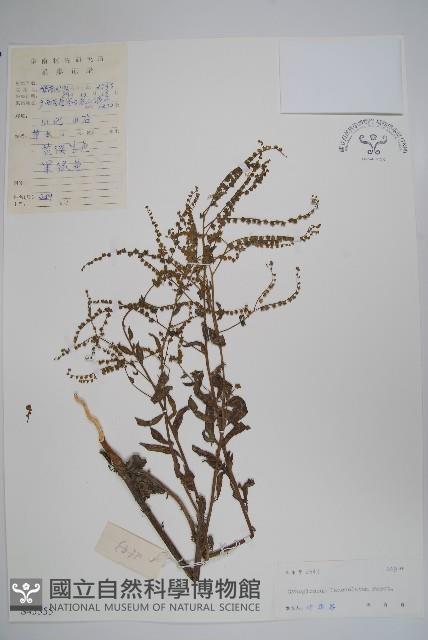 小花倒提壺藏品圖，第1張