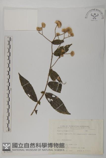 大頭艾納香藏品圖，第1張