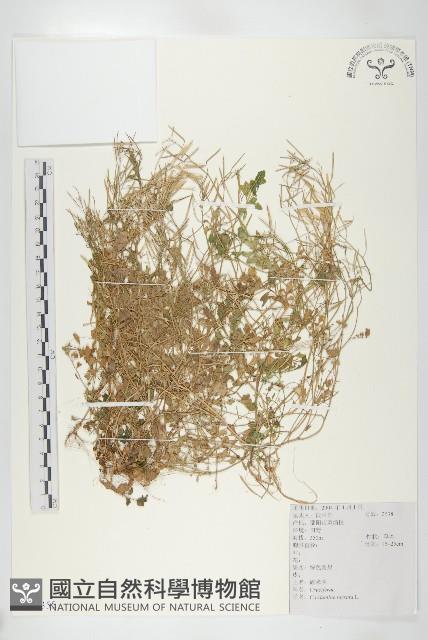 碎米薺藏品圖，第1張