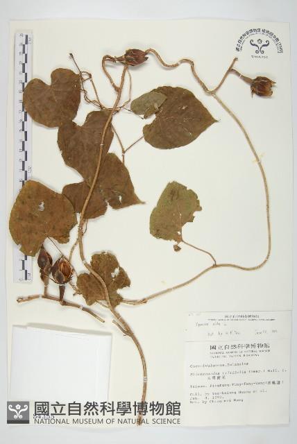 天茄兒藏品圖，第1張