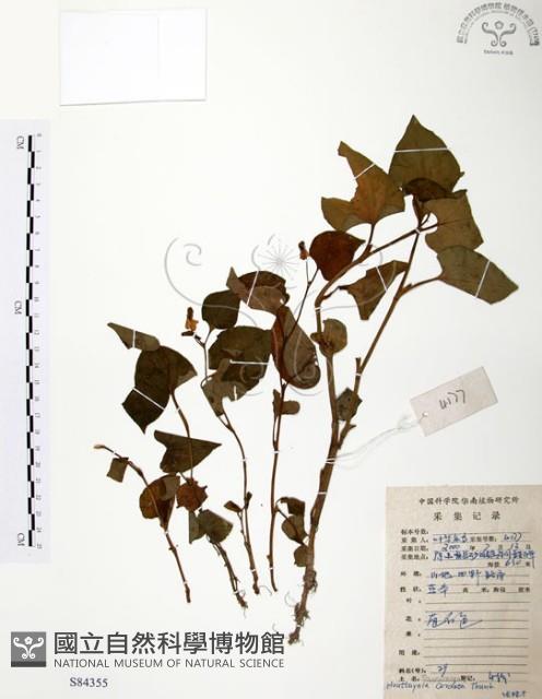 臭腥草、蕺菜藏品圖，第1張