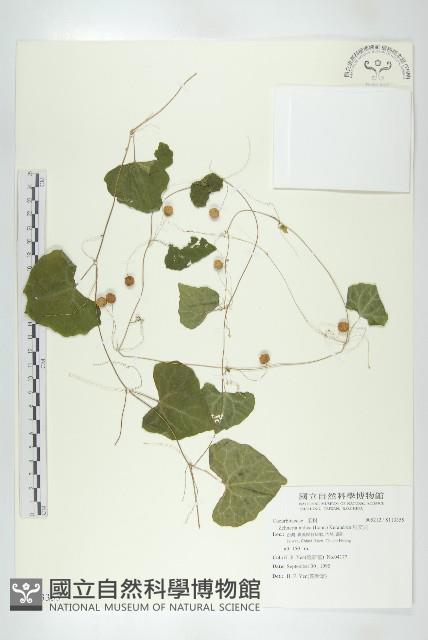 馬交兒藏品圖，第1張