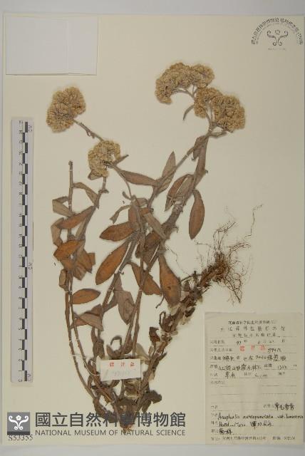 絨毛黃腺香青藏品圖，第1張