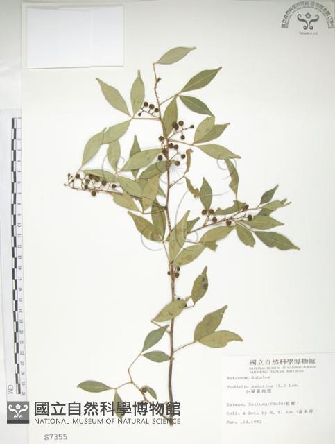 飛龍掌血藏品圖，第1張