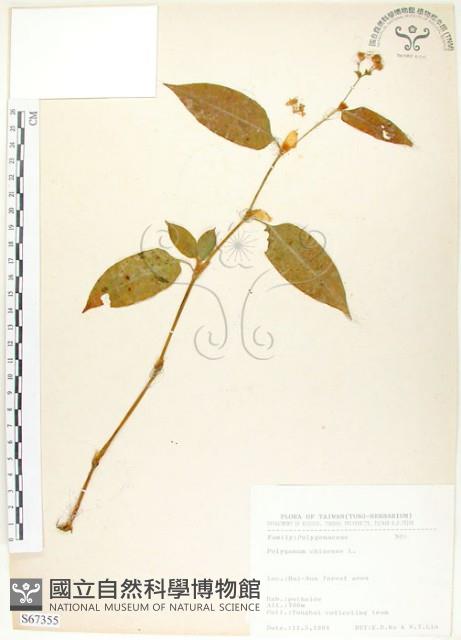 火炭母草、清飯藤藏品圖，第1張