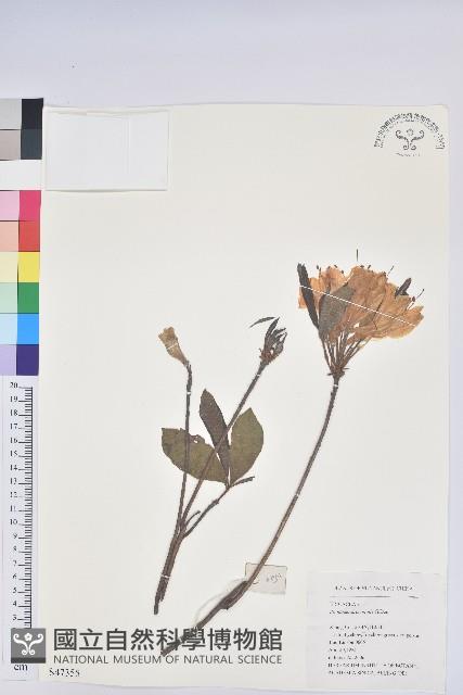 羊躑躅藏品圖，第1張