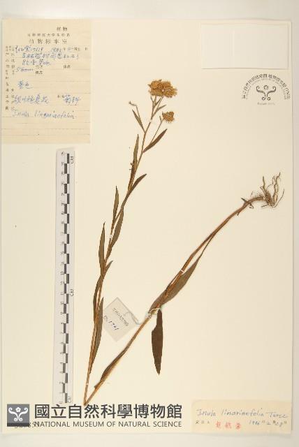 線葉旋覆花藏品圖，第1張