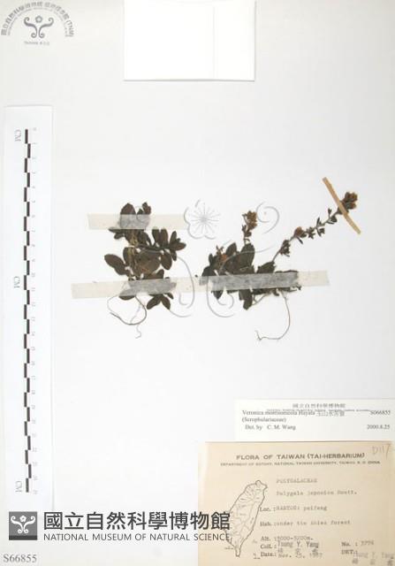 玉山水苦賈藏品圖，第1張