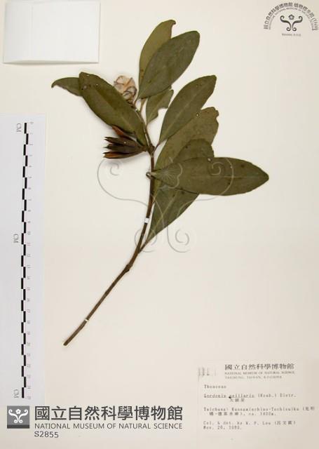 大頭茶藏品圖，第1張