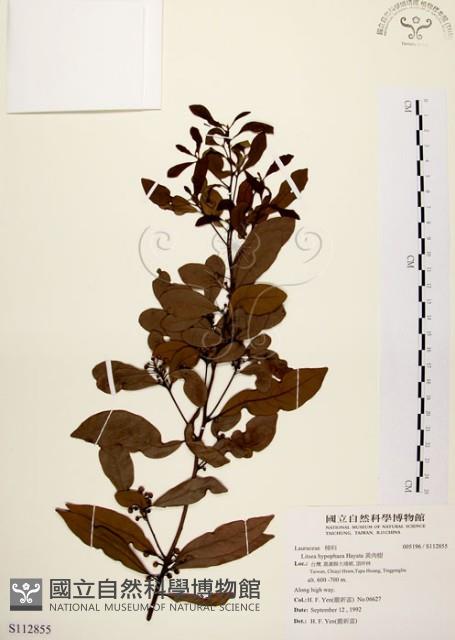 黃肉樹, 小梗木薑子藏品圖，第1張