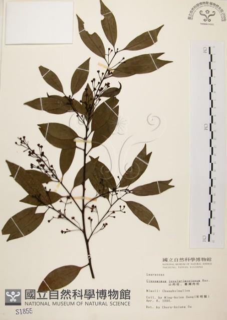 山肉桂、台灣肉桂藏品圖，第1張