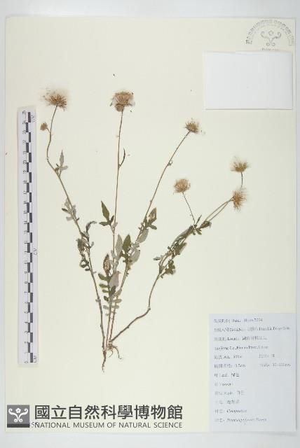 泥胡菜藏品圖，第1張