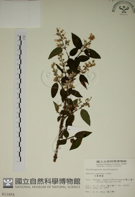 大葉溲疏藏品圖，第1張