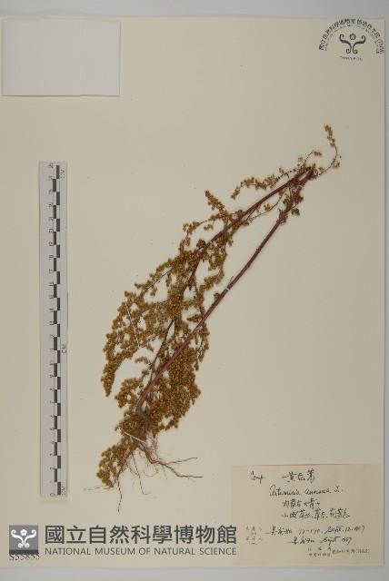 黃花蒿藏品圖，第1張