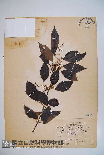 紅子莢迷藏品圖，第1張