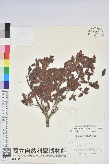 細葉杜鵑、南湖杜鵑、志佳陽杜鵑藏品圖，第1張