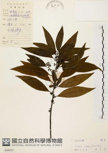 山胡椒藏品圖，第1張