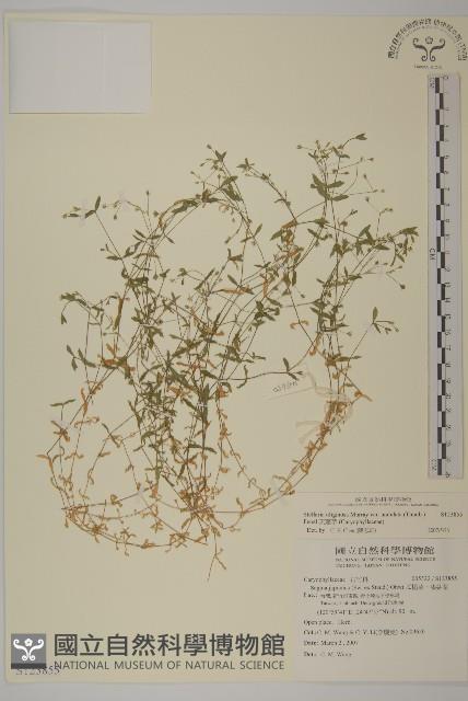 天蓬草藏品圖，第1張